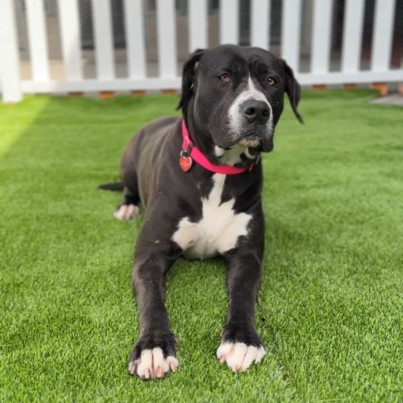 Macy is a Terrier, Pit Bull.