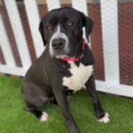 Macy is a Terrier, Pit Bull.