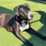 Macy is a Terrier, Pit Bull.