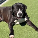 Macy is a Terrier, Pit Bull.