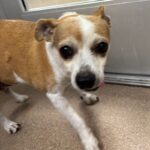 Bella is a Chihuahua/Mixed Breed (Small).