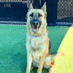 Ace is a Shepherd, German.