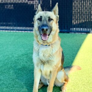 Ace is a Shepherd, German.