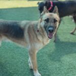 Ace is a Shepherd, German.