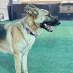 Ace is a Shepherd, German.