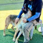 Ace is a Shepherd, German.