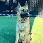 Ace is a Shepherd, German.