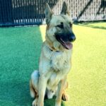 Ace is a Shepherd, German.