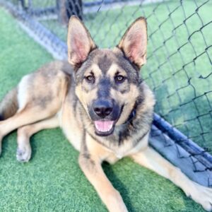 Alex is a Shepherd, German.