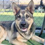 Alex is a Shepherd, German.