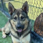 Alex is a Shepherd, German.