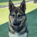 Alex is a Shepherd, German.