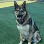 Alex is a Shepherd, German.