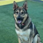 Alex is a Shepherd, German.