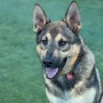 Alex is a Shepherd, German.