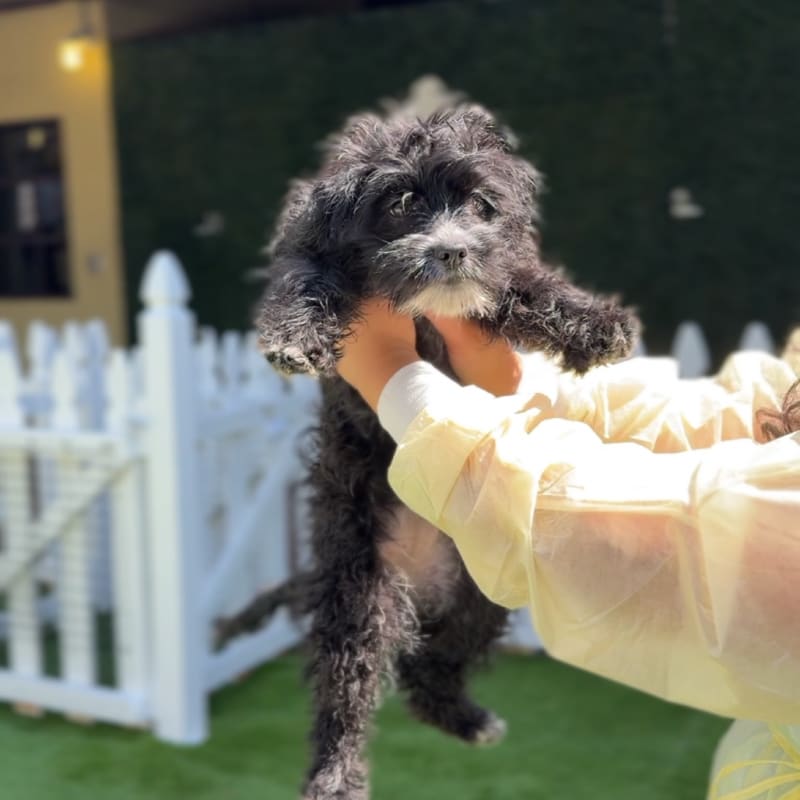 Skyler is a Terrier/Mix.