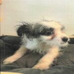 Walter is a Terrier/Mix.