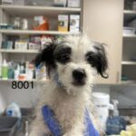 Walter is a Terrier/Mix.