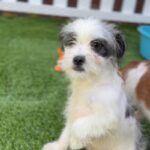 Walter is a Terrier/Mix.