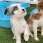 Walter is a Terrier/Mix.