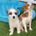 Walter is a Terrier/Mix.