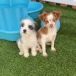 Walter is a Terrier/Mix.