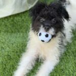 Jesse is a Terrier/Mix.