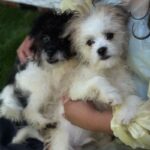 Jesse is a Terrier/Mix.