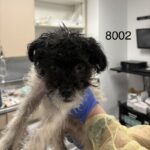 Jesse is a Terrier/Mix.