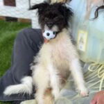 Jesse is a Terrier/Mix.