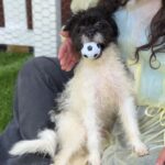 Jesse is a Terrier/Mix.