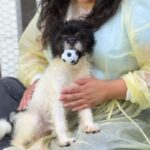 Jesse is a Terrier/Mix.