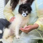 Jesse is a Terrier/Mix.