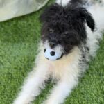 Jesse is a Terrier/Mix.