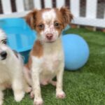 Gus is a Terrier/Mix.