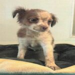 Gus is a Terrier/Mix.