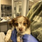 Gus is a Terrier/Mix.