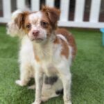 Gus is a Terrier/Mix.