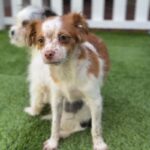 Gus is a Terrier/Mix.