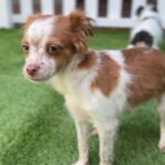 Gus is a Terrier/Mix.