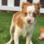 Gus is a Terrier/Mix.