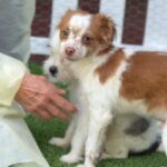 Gus is a Terrier/Mix.