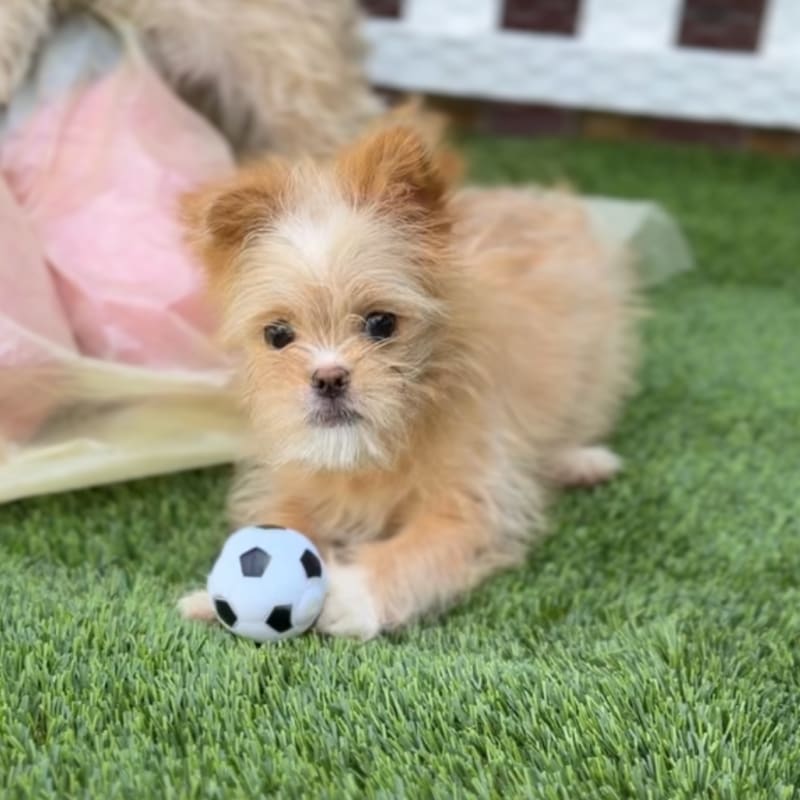 Jane is a Terrier/Mix.