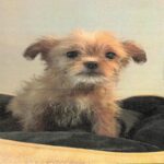 Jane is a Terrier/Mix.