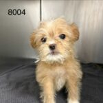 Jane is a Terrier/Mix.