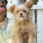 Jane is a Terrier/Mix.