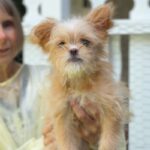 Jane is a Terrier/Mix.