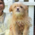 Jane is a Terrier/Mix.