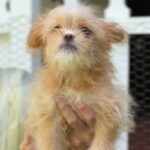 Jane is a Terrier/Mix.