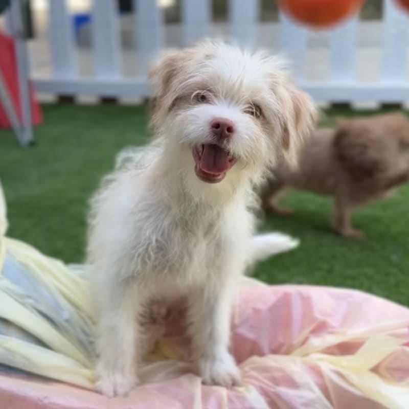 Saul is a Terrier/Mix.